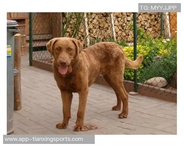 美国队新吉祥物班纳灵感源自切萨皮克湾寻猎犬的故事